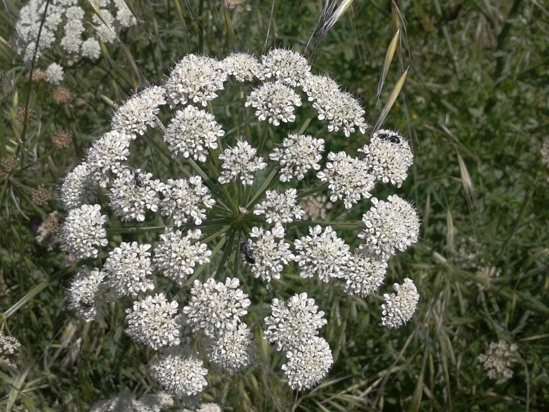 Oenanthe crocata / Finocchio d''acqua